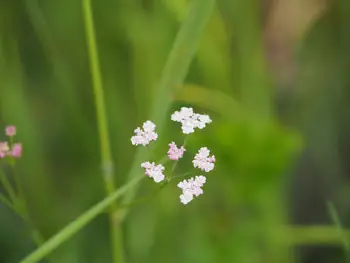 Parc Chlorophylle (Belgium)